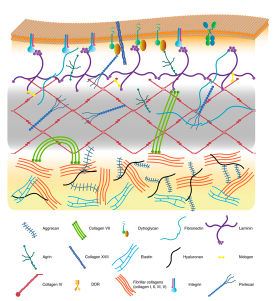 Ácido hialurónico na pele